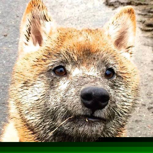 约基奇在NBA焦点战封神，篮网在CBA赛场击溃广厦