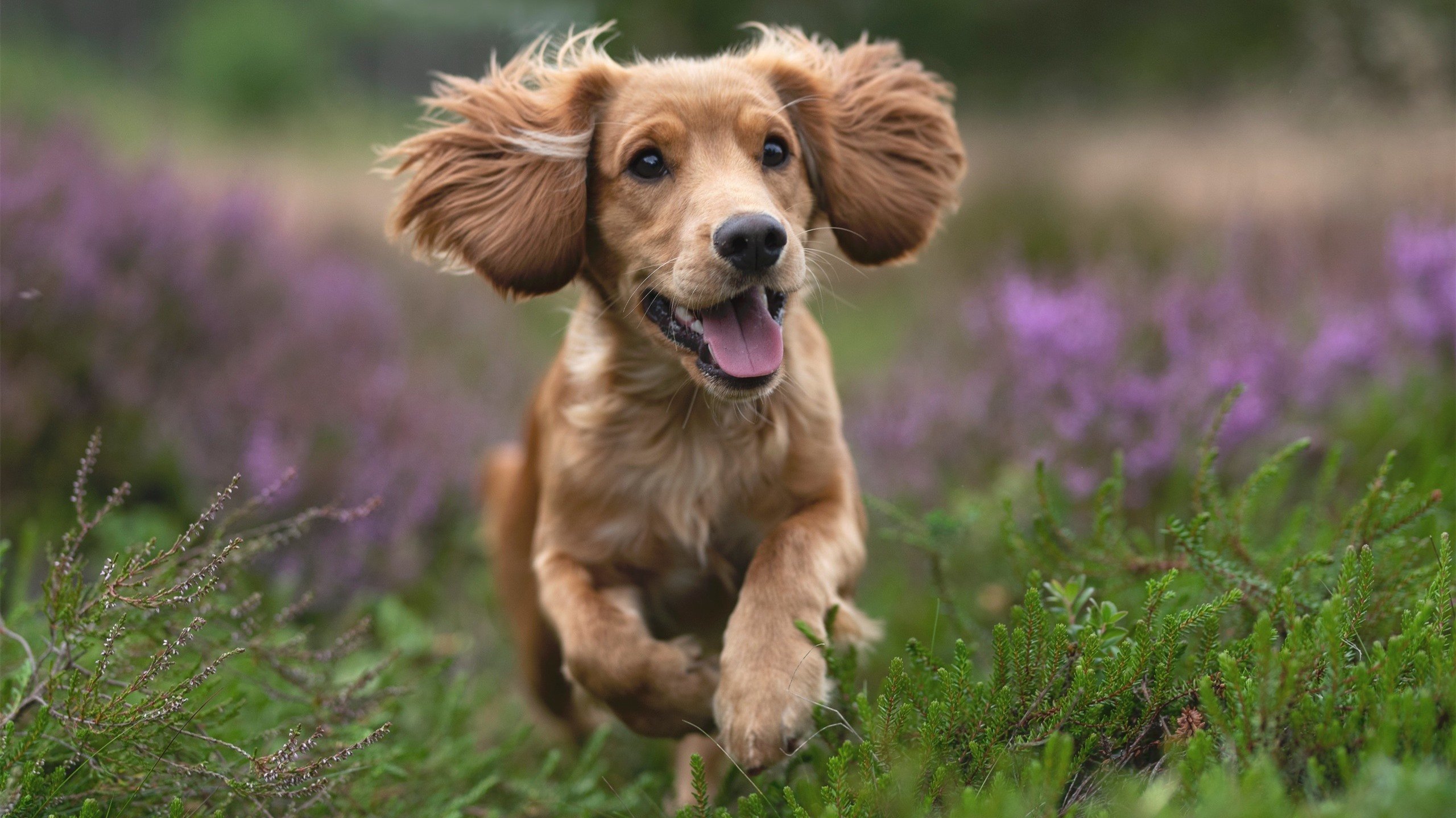 雷火电竞简介-蓝月刺破红色悬念，斯通斯一记头槌，完成对旧主与自我的双重清算