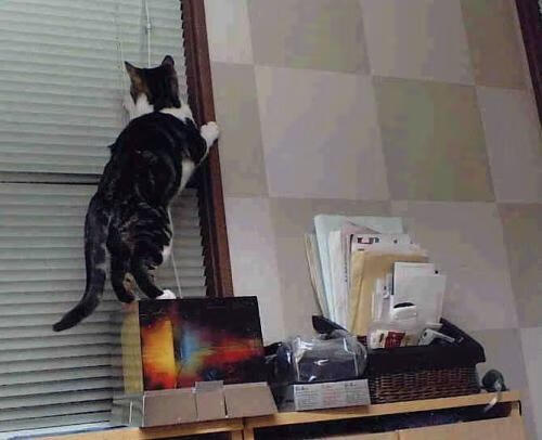 雷火电竞官网-冰雪怒放，范弗利特用实力击碎质疑，东北虎掀翻西北狼