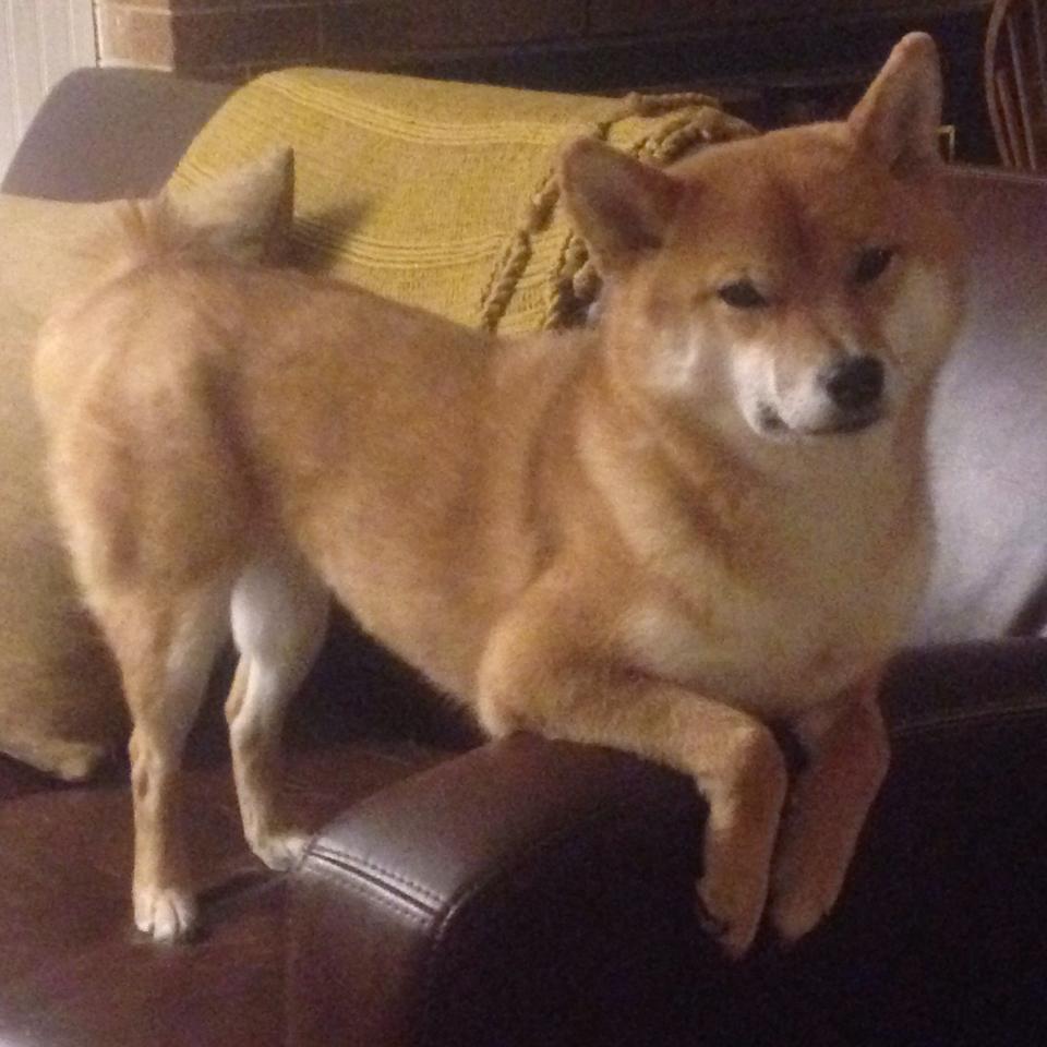 雷火电竞合作-巨兽孤影与末节风暴，当恩比德的神迹遇上火箭的唯一方程式