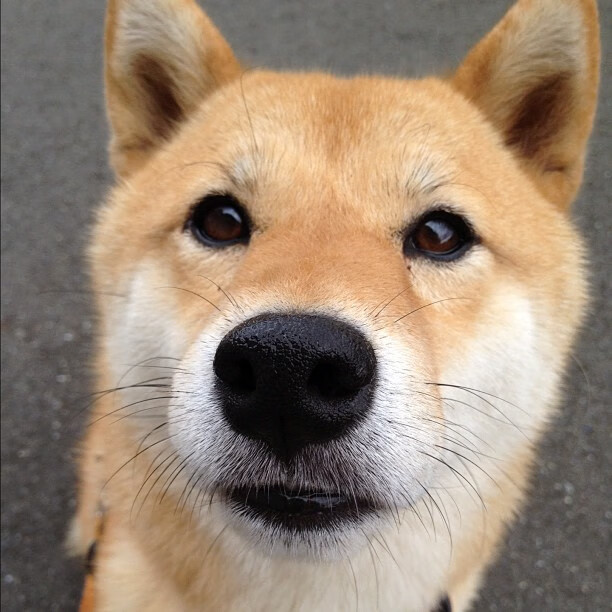 雷火电竞下载-当古老凯尔特战吼响彻岭南，一次致命变奏如何颠覆篮球宇宙