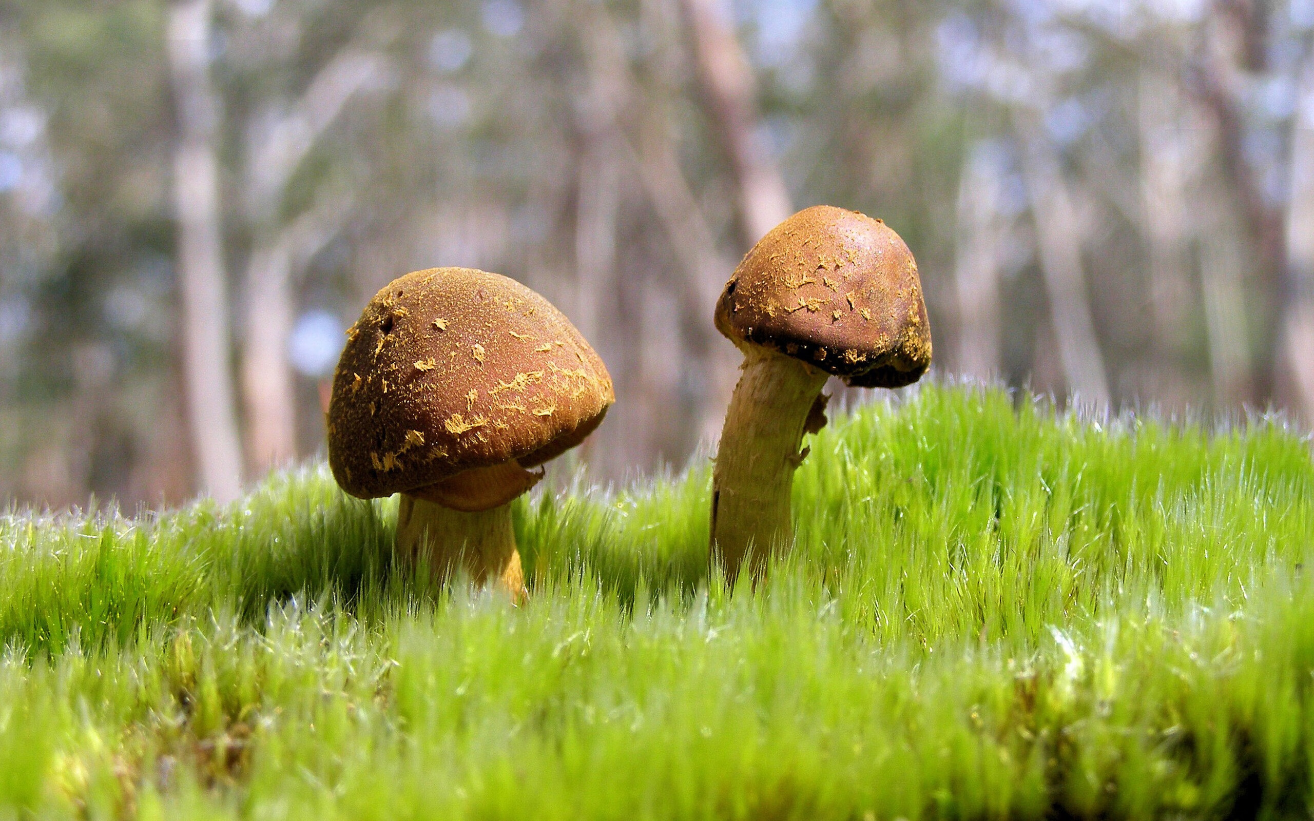 格纳布里独中三元，摩洛哥攻势如潮，一场战术与意志的较量