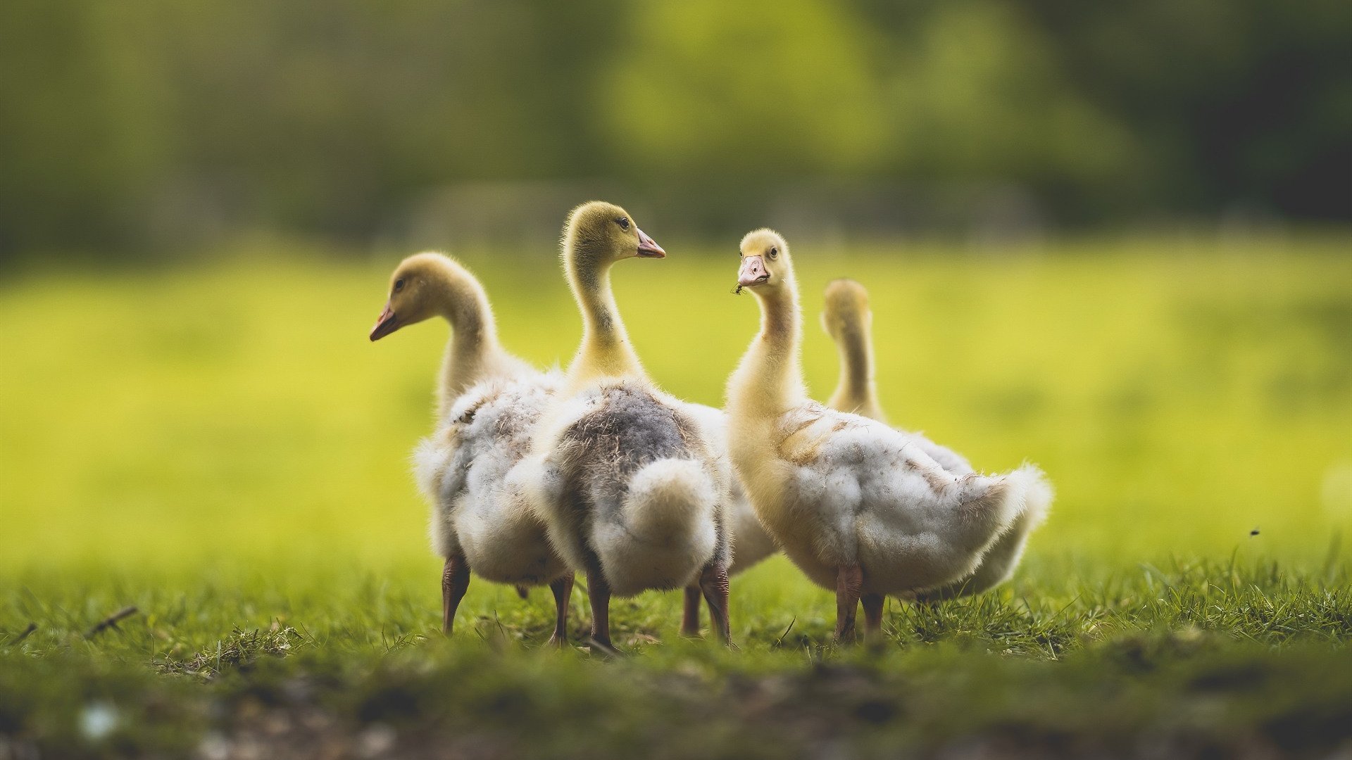 雷火电竞网站-归途如虹