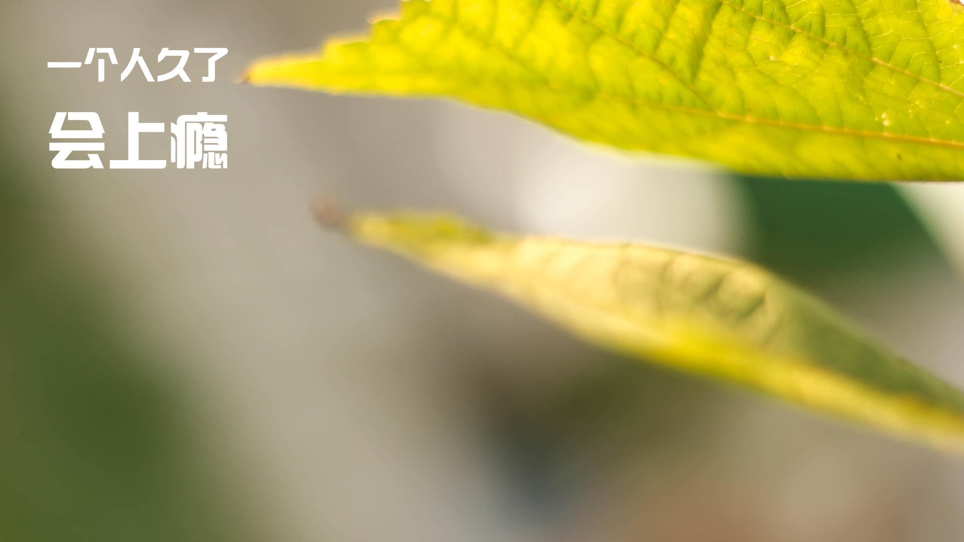 逆袭风暴,西亚卡姆爆发展锋芒,快船提前终结悬念太阳崩盘