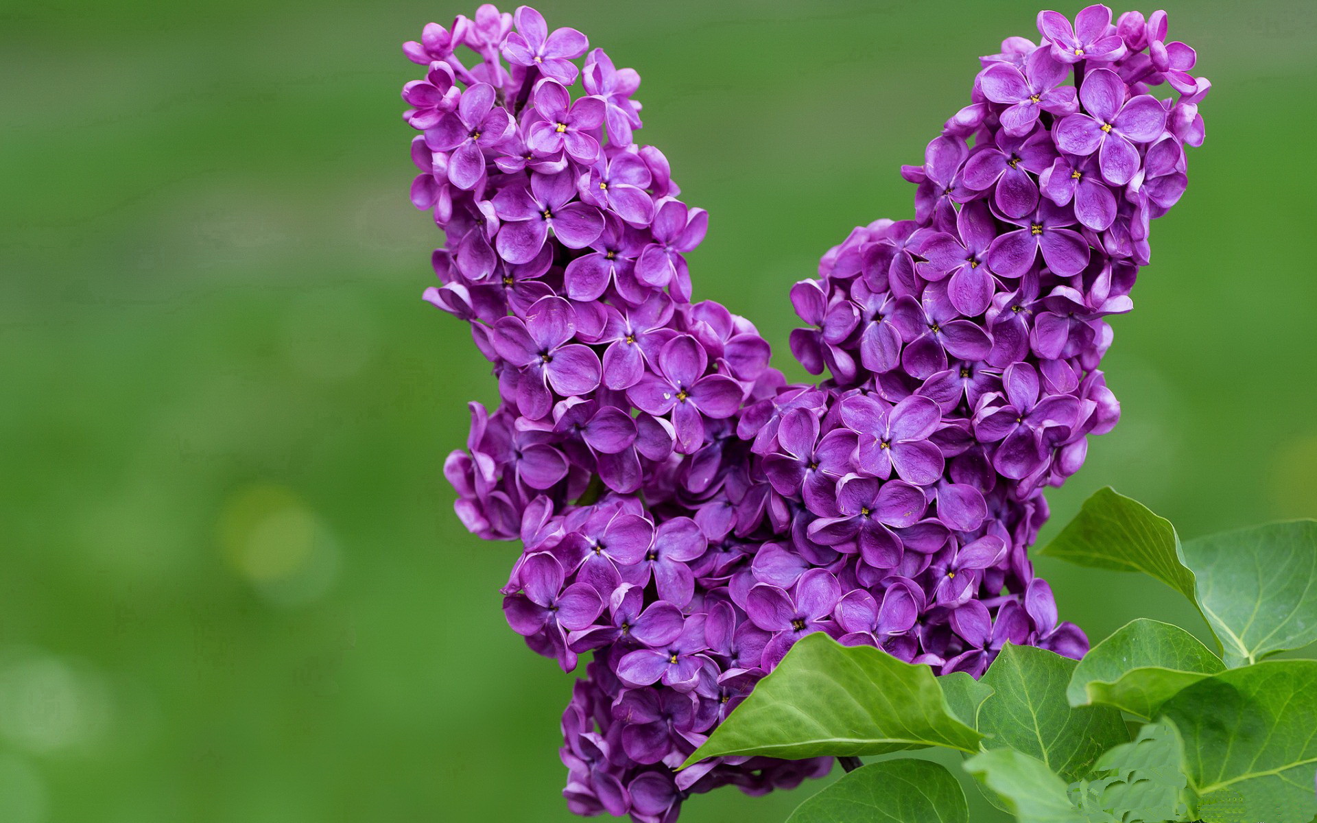 雷火电竞简介-跨界风云，快船决胜吉林夜，浓眉F1赛道接管年度争冠战