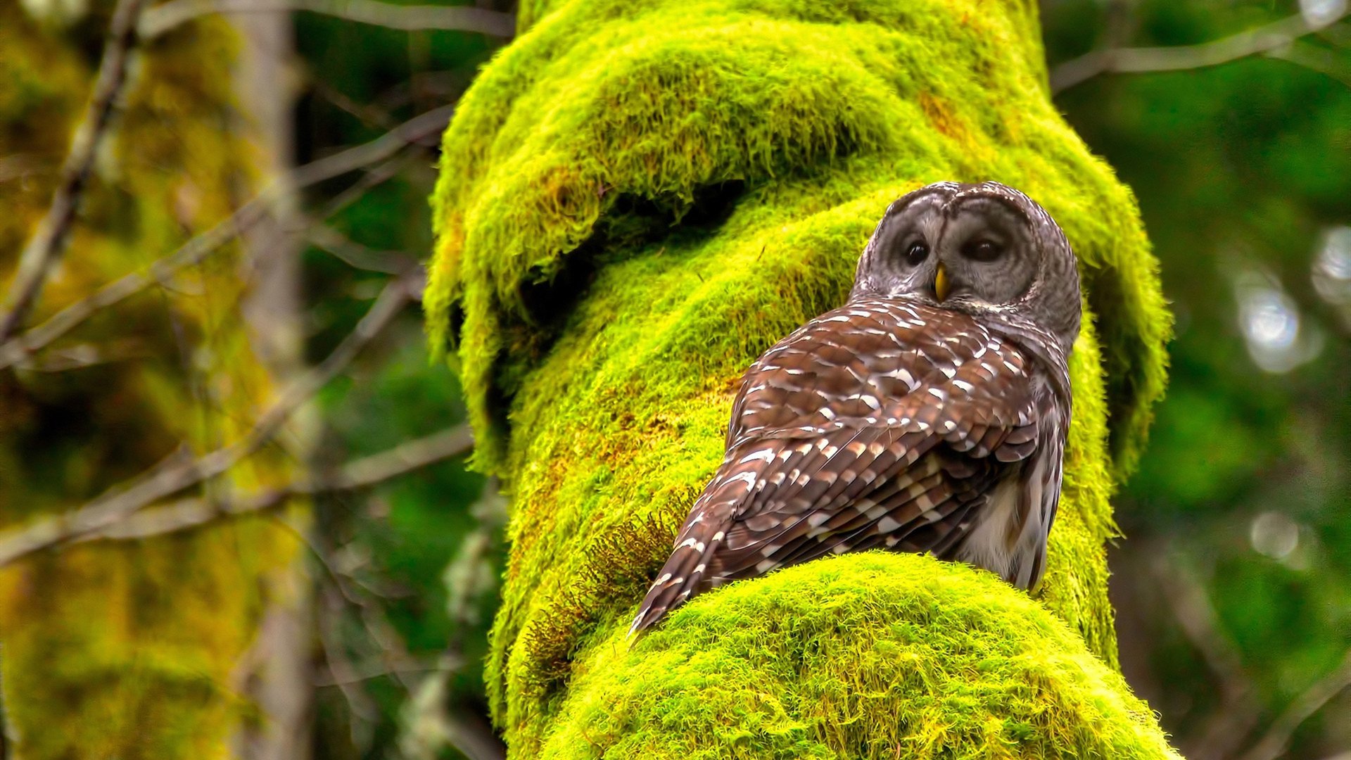 雷火电竞官网-钢铁防线与窒息绞杀，塞内加尔如何用战术铁笼锁死哥斯达黎加的进攻命脉
