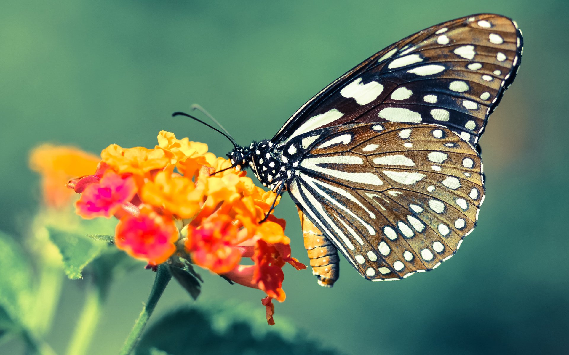 雷火电竞主播-冰与火之诗，福克斯奥运前哨战的热焰独舞