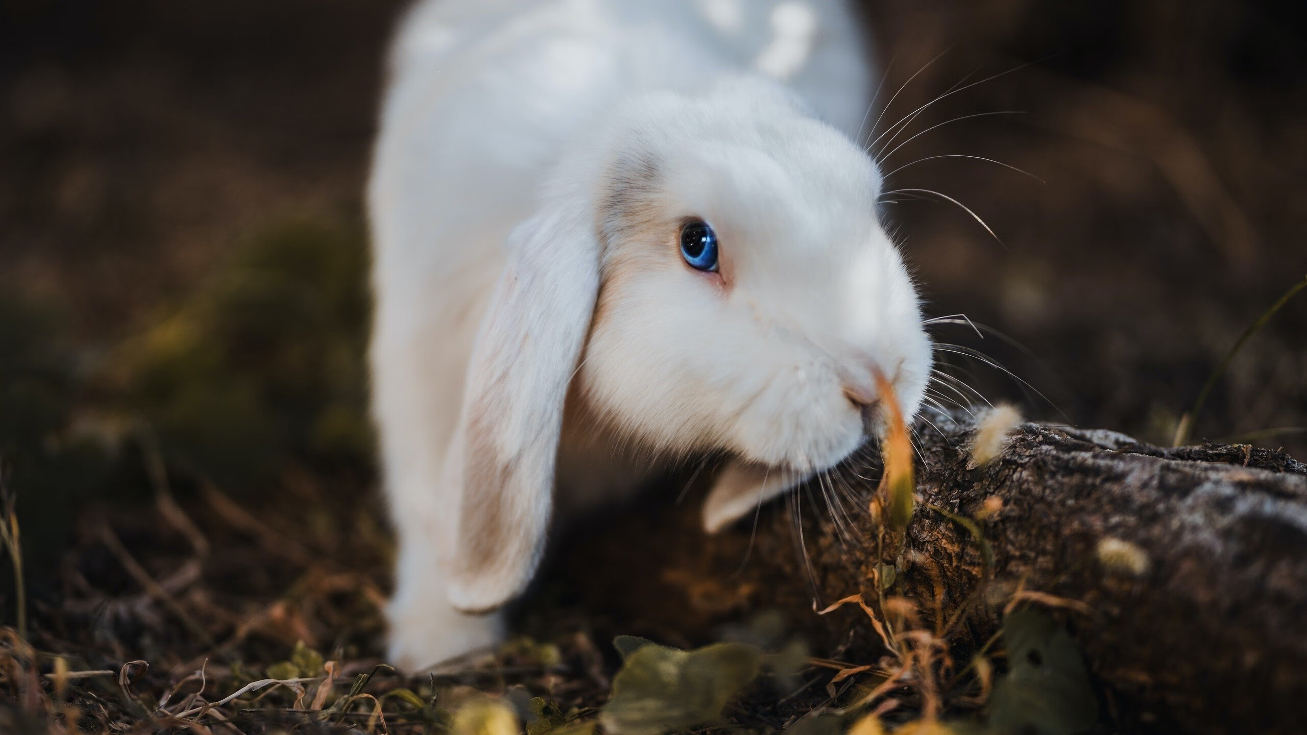 美加墨前夜，一场微观世界杯在沈阳上演，辽宁队如何打穿的不只是北京队