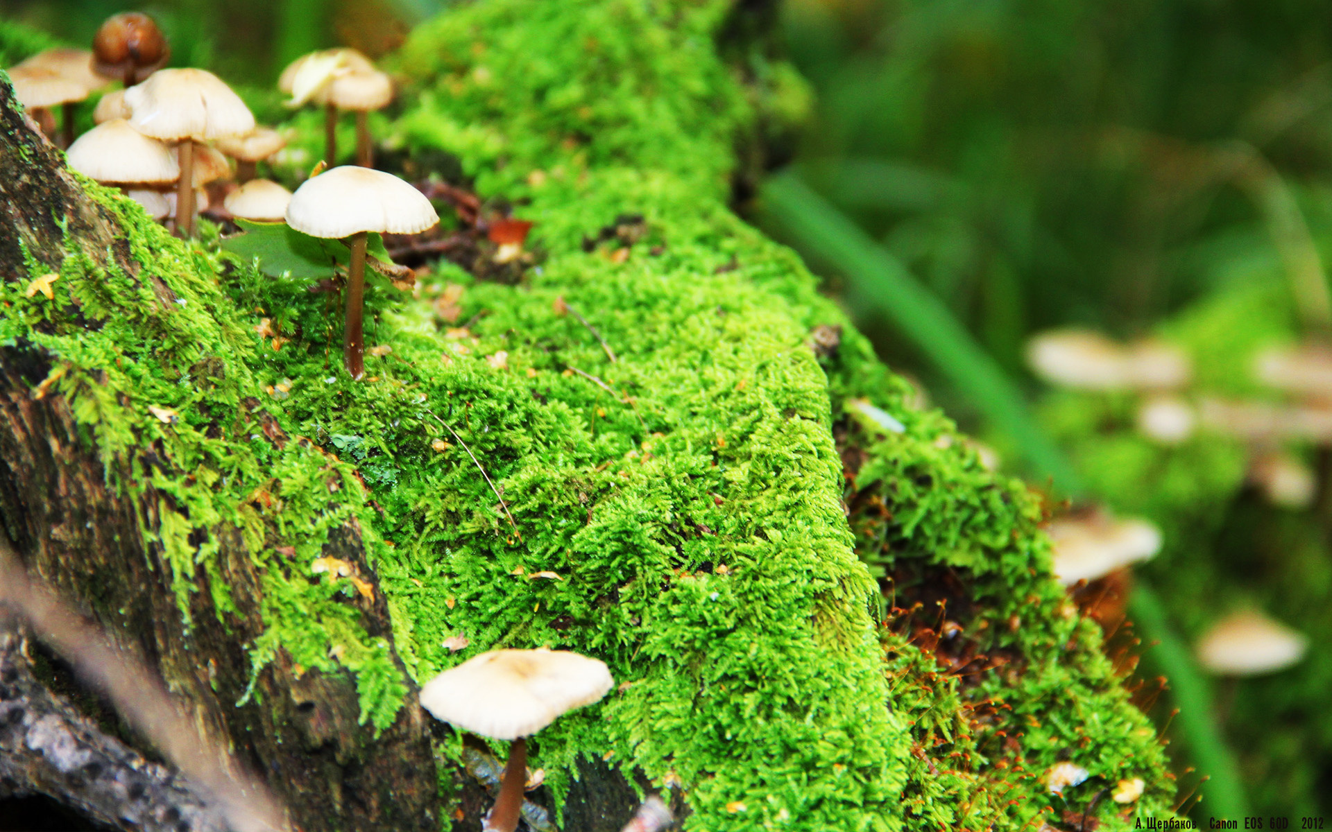 雷火电竞亚洲先驱-蓝鹰之翼与郁金香根茎，阿尔瓦雷斯的棋盘