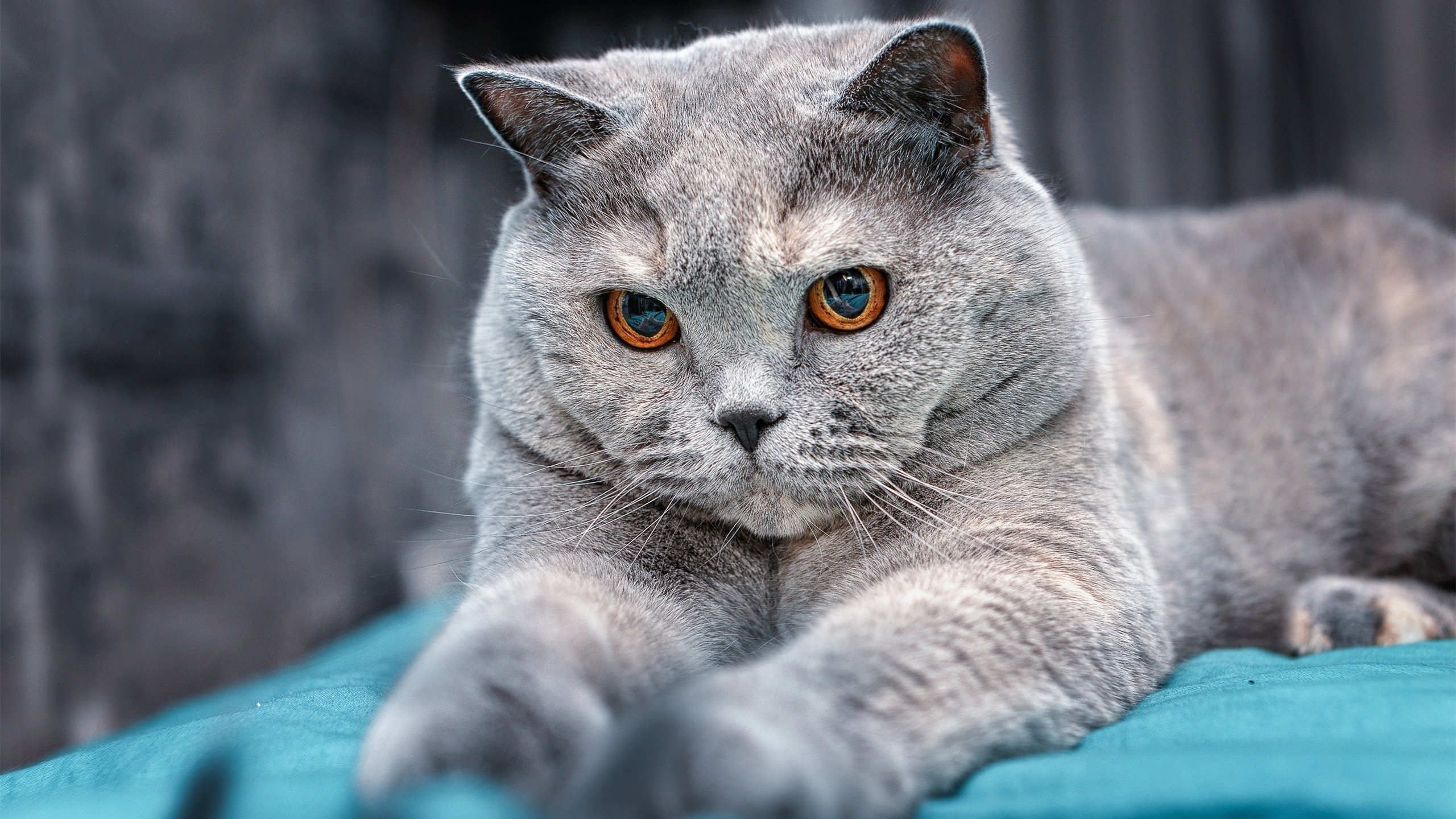 唯一的剧本，从银石的风驰电掣，到伯纳乌的钢铁意志