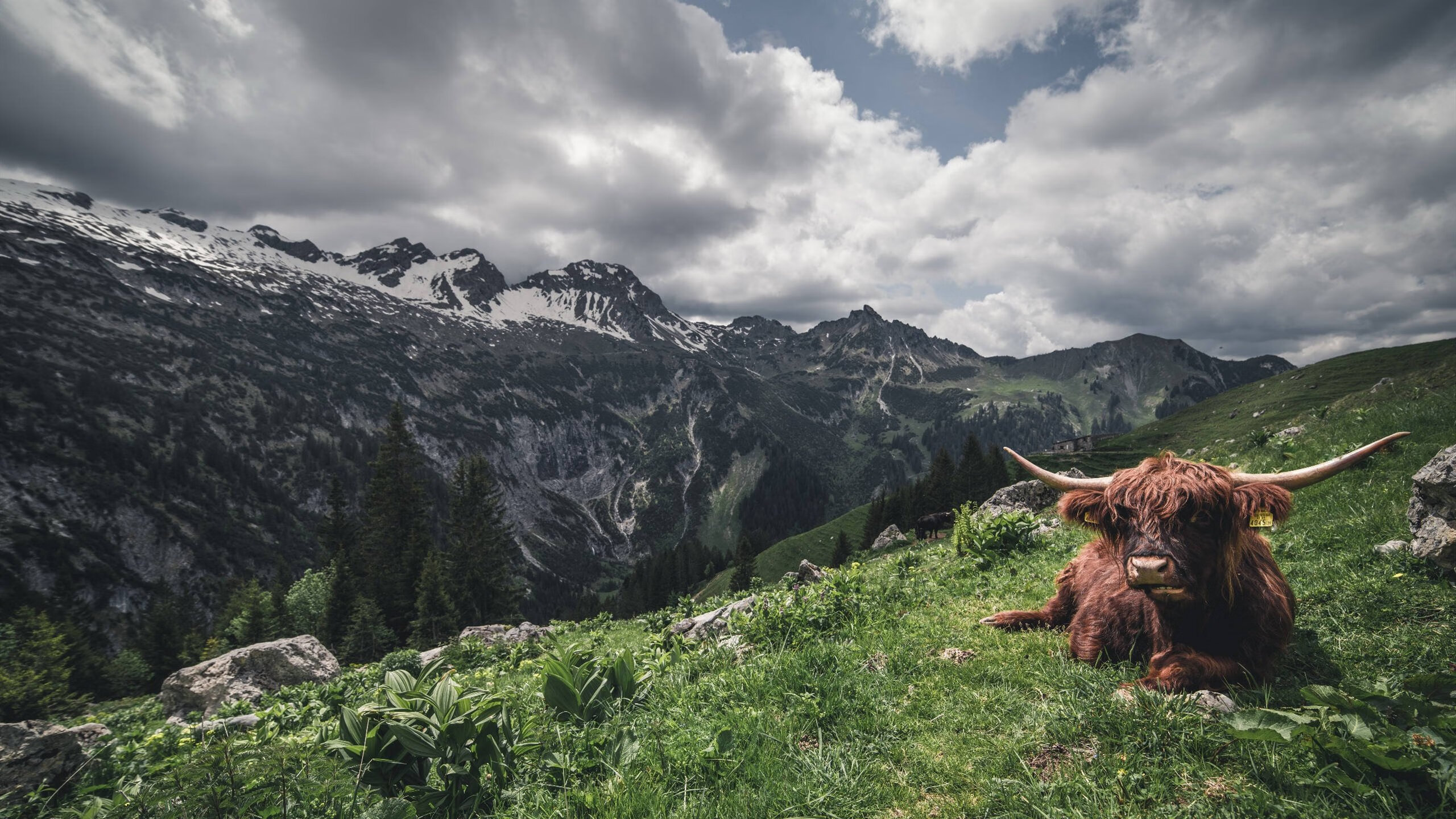 雷火电竞简介-多重维度下的唯一性，奥运周期关键战中，灰熊压哨绝杀步行者的多重意义