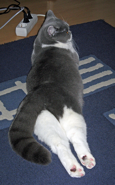 跨界争霸，阿尔及利亚的阴影与萨拉赫的F1奇迹