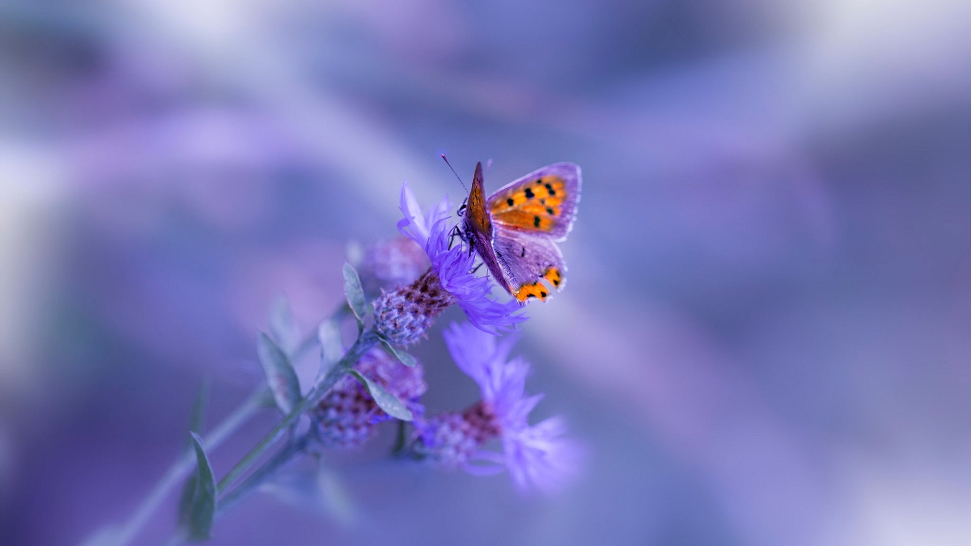 当聚光灯只为一人亮起，2026世界杯之夜，阿什拉夫与他的满分答案