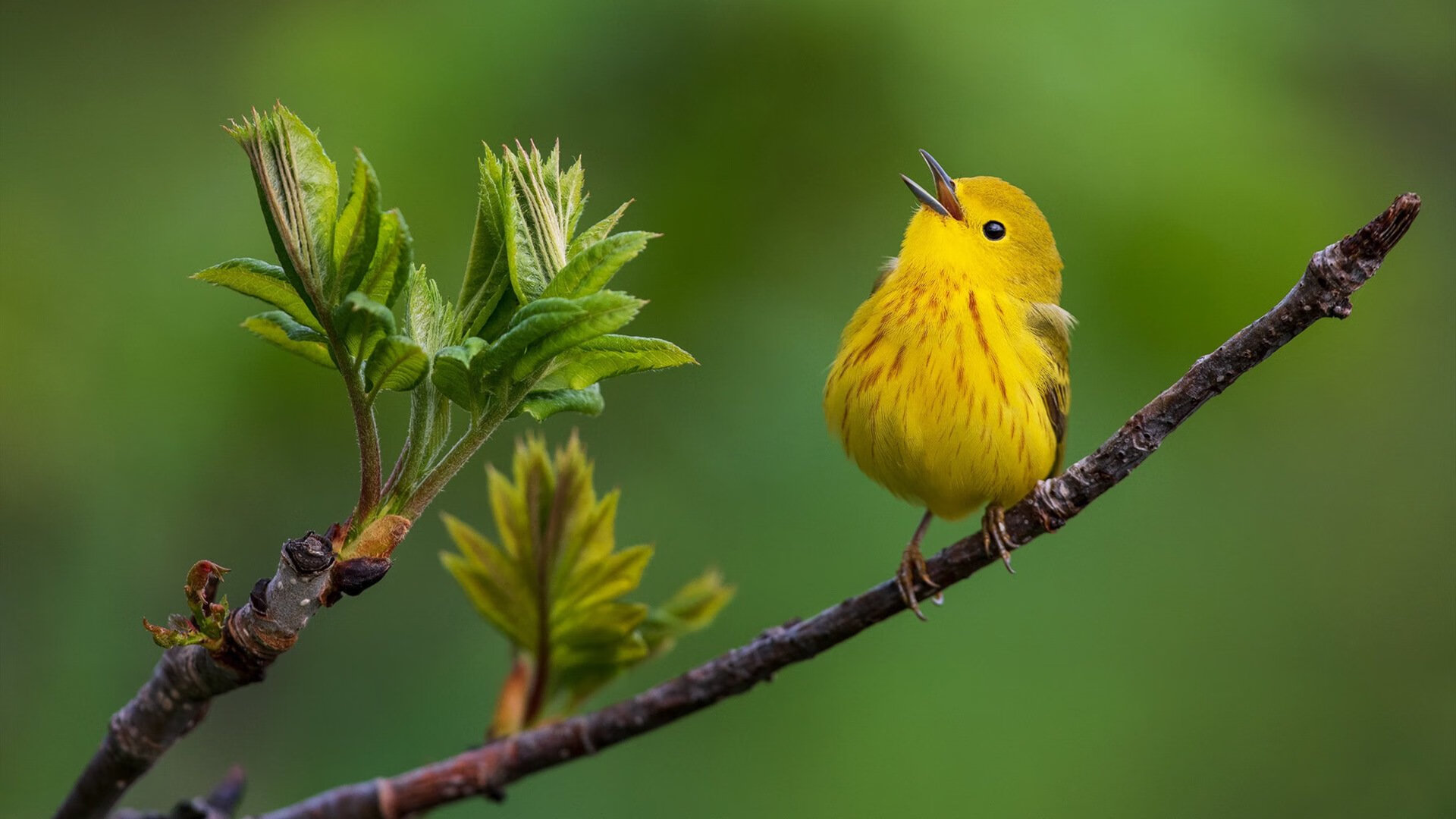 雷火电竞简介-绿茵场上的外交风云，一场用足球讲述的当代政治寓言