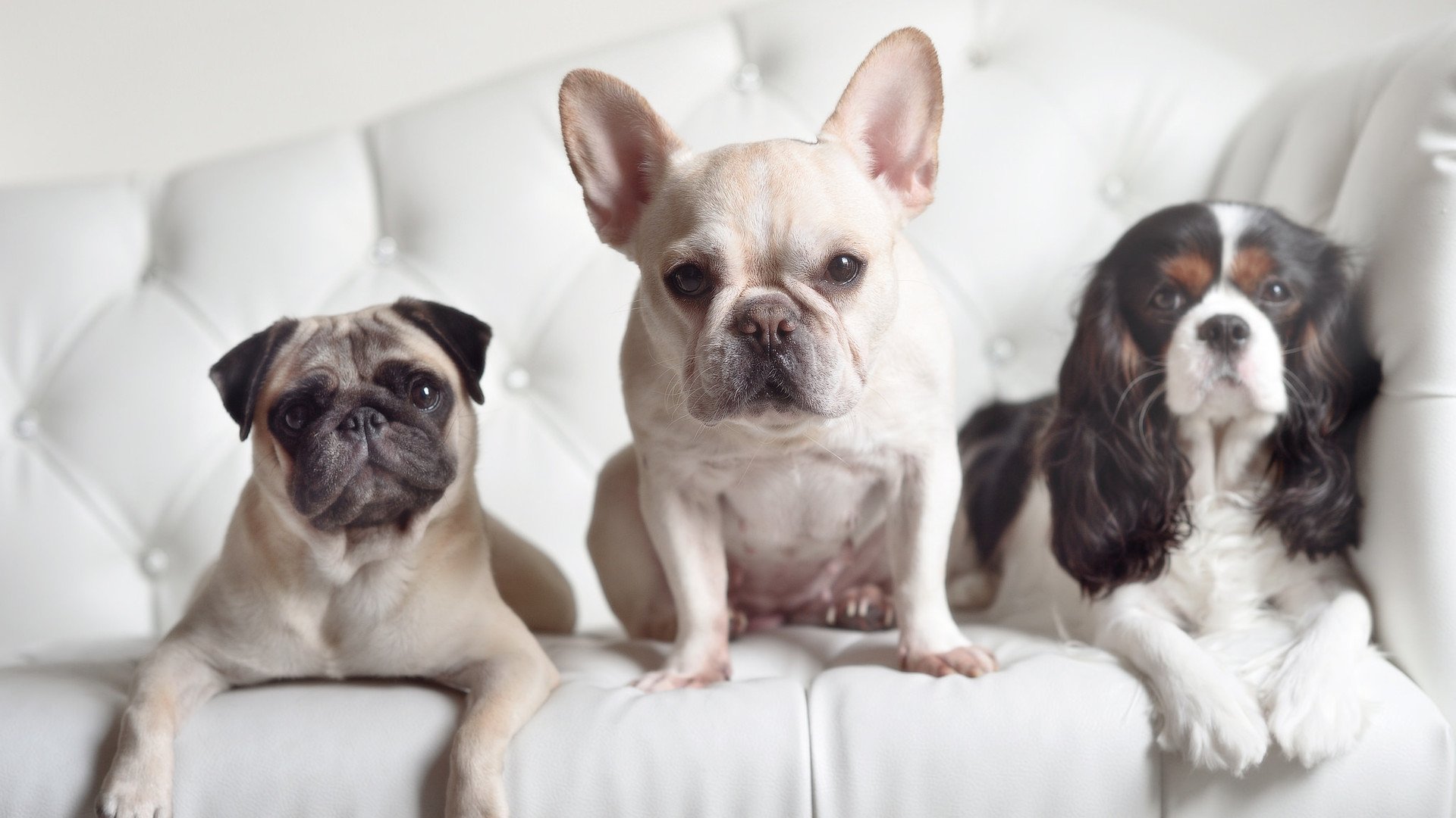 法兰西铁骑的沉默，贝林厄姆魔法如何让贝蒂斯在欧冠之夜碾压法国足球